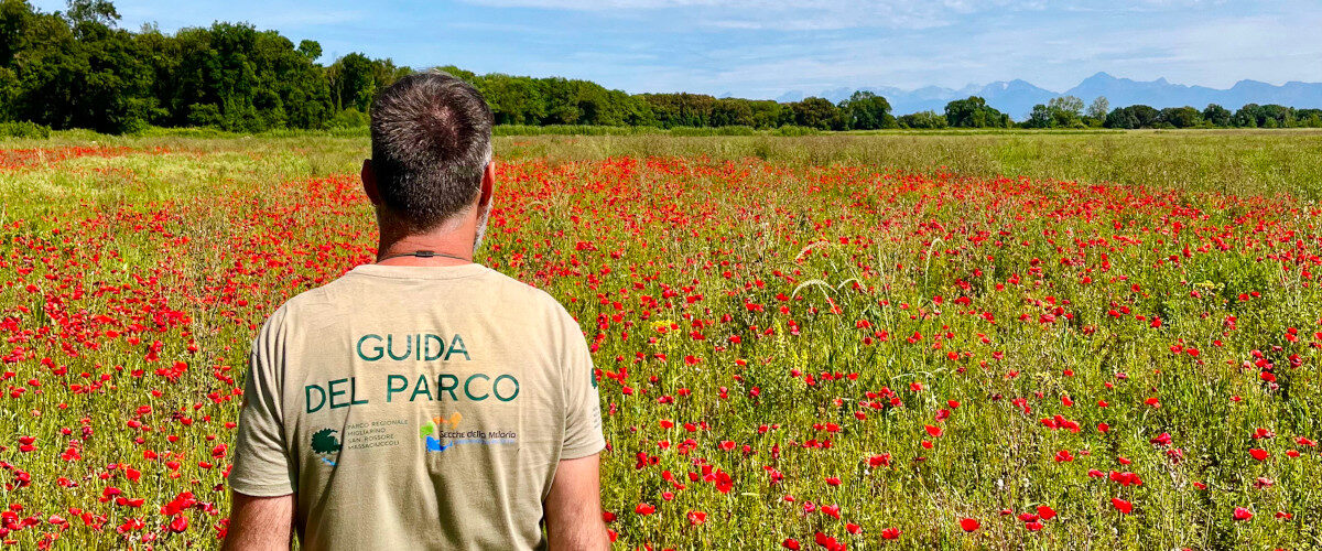 Tombolo Estate with poppies and a guide recommended by San Rossore Park