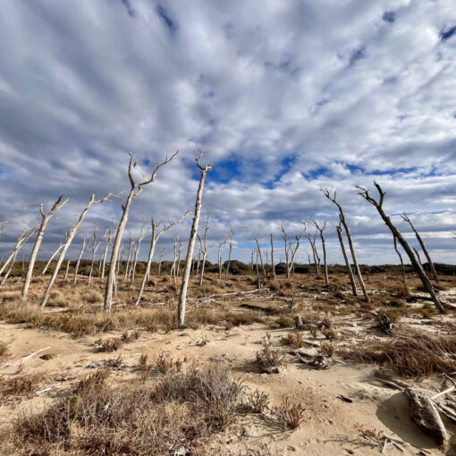 Veduta d'insieme degli scheletri di pino della Foresta Pietrificata alla Buca del Mare, Parco di San Rossore.