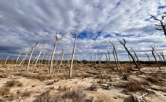 Veduta d'insieme degli scheletri di pino della Foresta Pietrificata alla Buca del Mare, Parco di San Rossore.