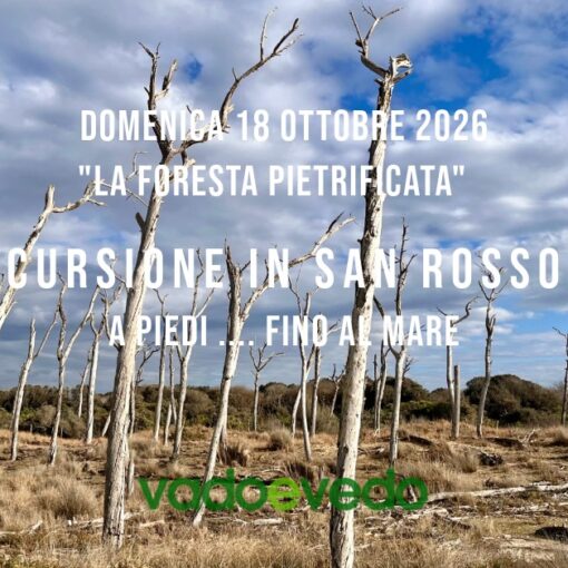 Veduta d'insieme degli scheletri di pino della Foresta Pietrificata alla Buca del Mare, Parco di San Rossore.